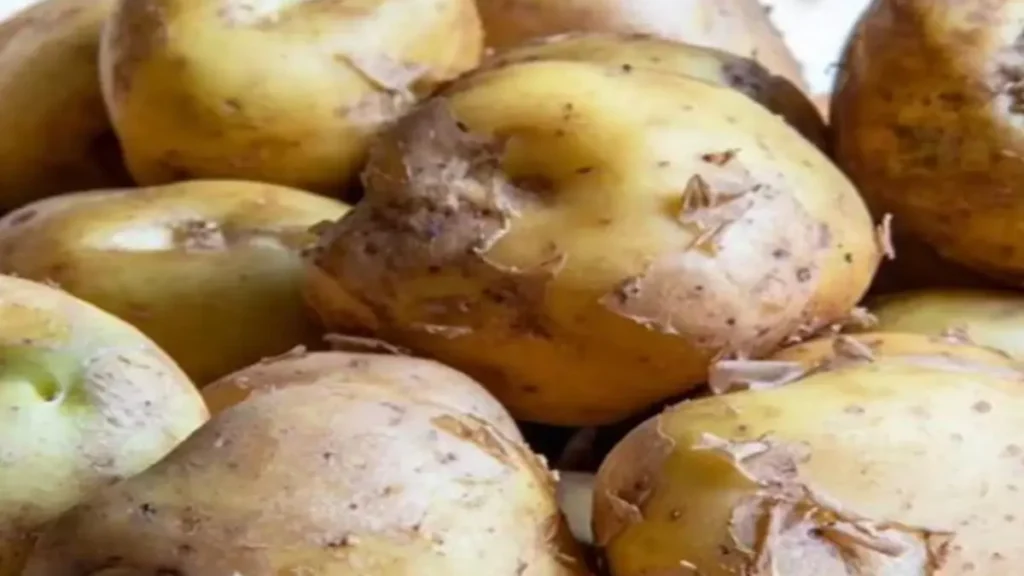 Most Expensive Potato