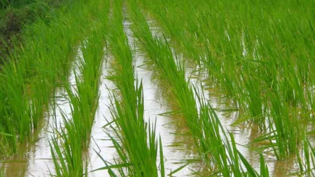 AI-Based Monsoon Forecast