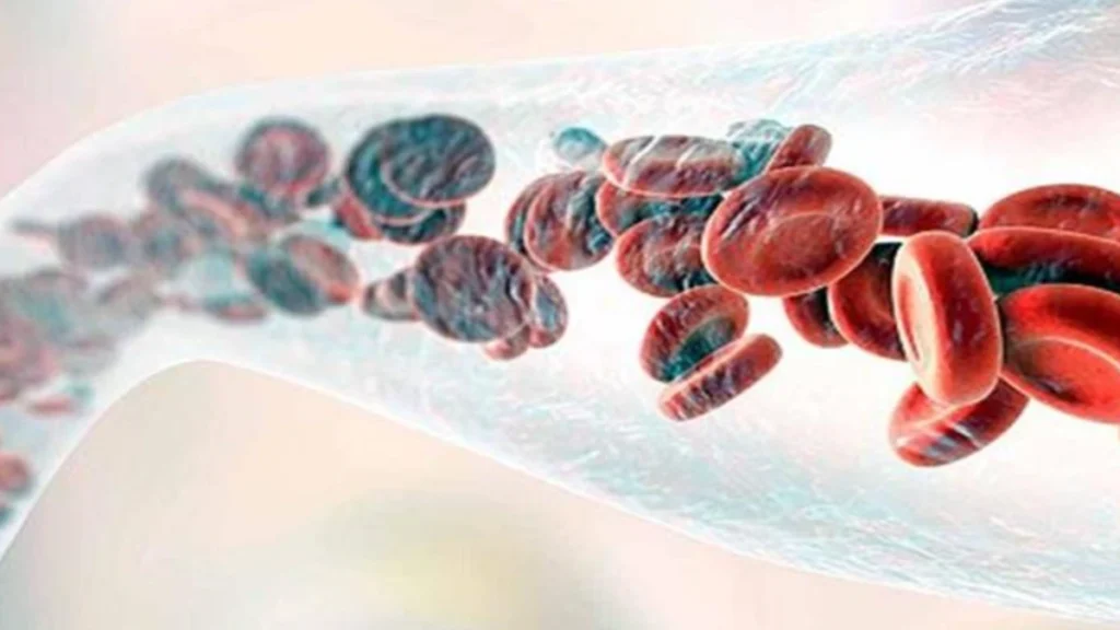 Blood Formation Process