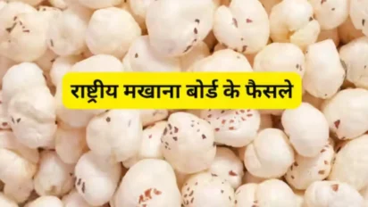 Makhana ki kheti: राष्ट्रीय मखाना बोर्ड की पहली बैठक में बीज, ट्रेनिंग और मार्केटिंग पर अहम फैसले