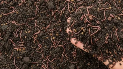 Organic Farming: 45 दिन में तैयार वर्मी कम्पोस्ट से बढ़ेगी पैदावार और मुनाफा
