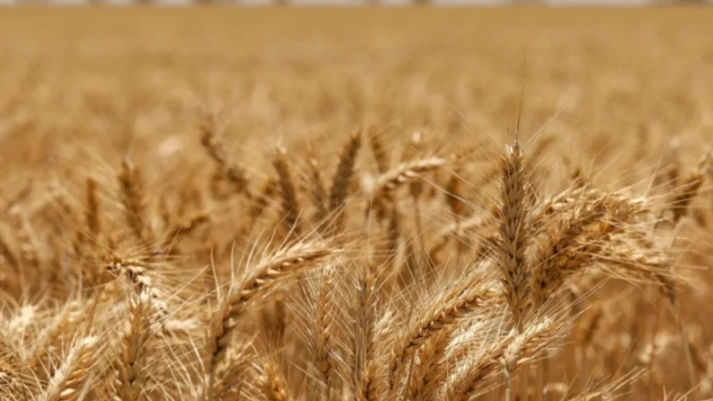 Wheat Farming