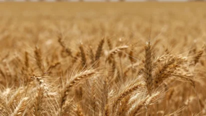 Wheat Farming: देर से गेहूं की बुवाई में भी नहीं होगा नुकसान, जनवरी में बोई जाने वाली ये 5 किस्में देंगी रिकॉर्ड पैदावार