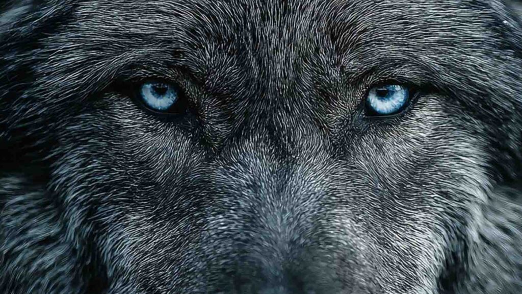 Wolf terror in Bahraich: A wolf carried away a three-year-old child; forest department's efforts prove futile