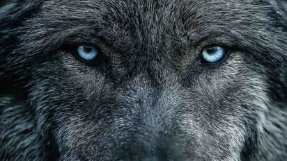Wolf Terror In Bahraich : तीन वर्षीय मासूम को उठा ले गया भेड़िया, वन विभाग की कोशिशें नाकाम