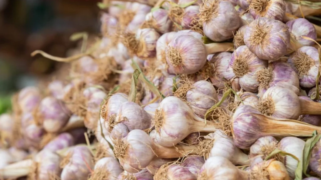 Garlic Varieties