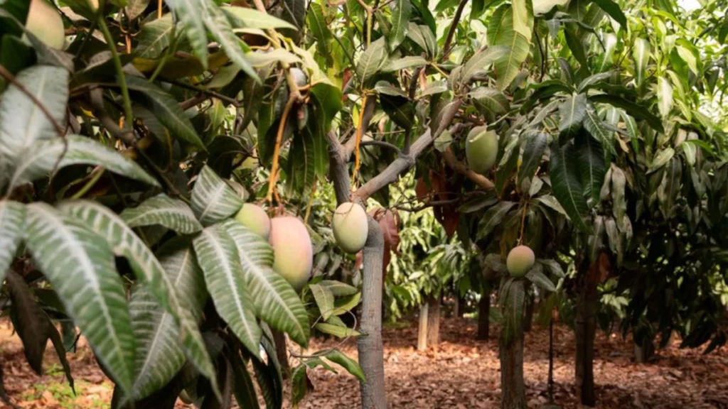 Mango Farming