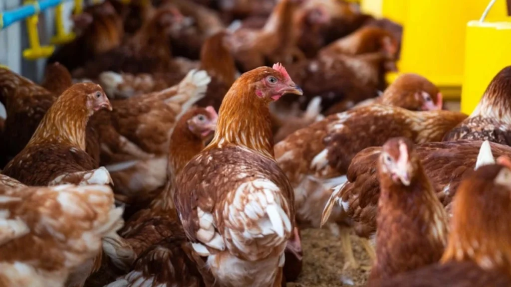 Poultry Farming