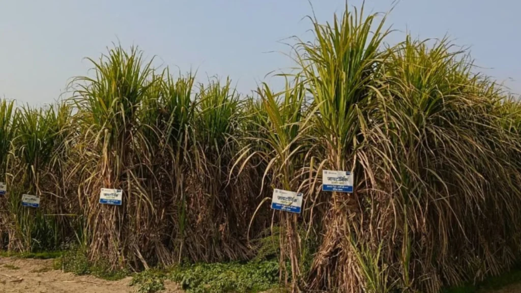 Sugarcane Farming Tips