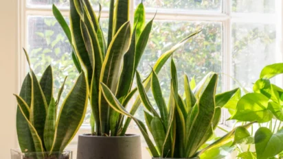 Top 5 Indoor Plants for Home: घर के लिए 5 सबसे फायदेमंद इनडोर प्लांट्स