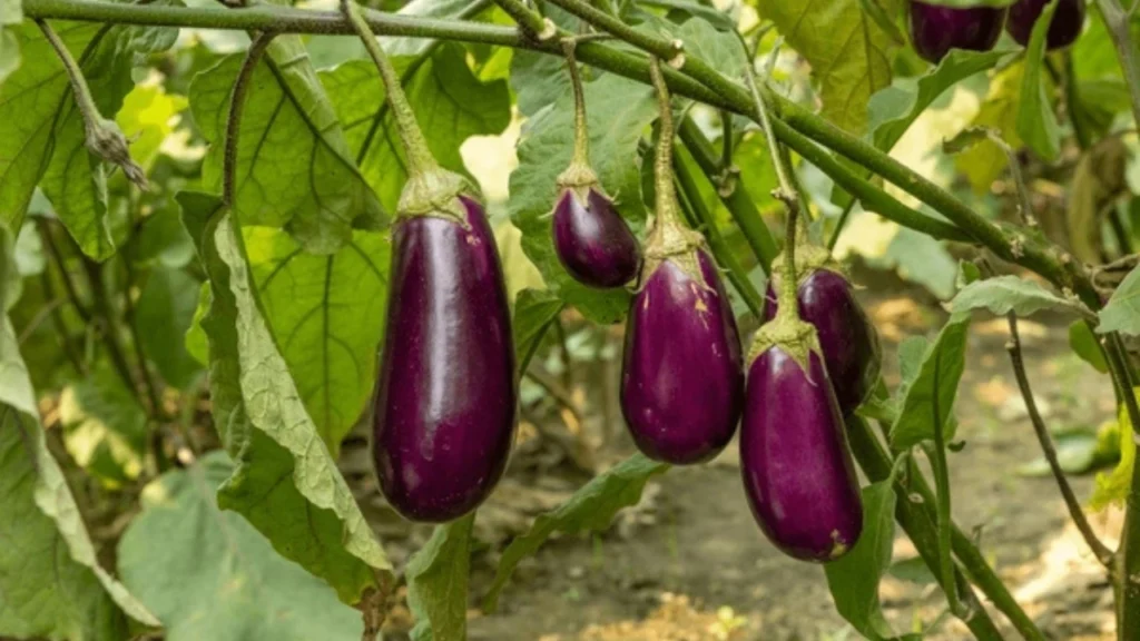 Brinjal Farming