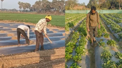 किसानों के लिए बड़ी एडवाइजरी: सिंचाई, बुवाई और कीट-प्रबंधन पर IARI पूसा की अहम सलाह
