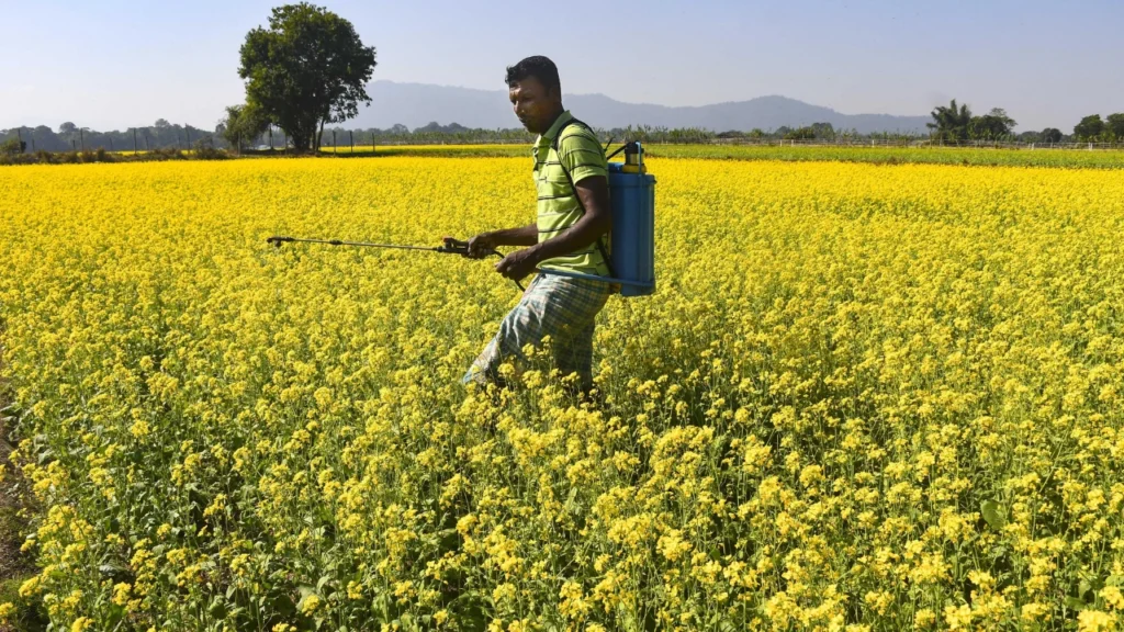 Mustard Production