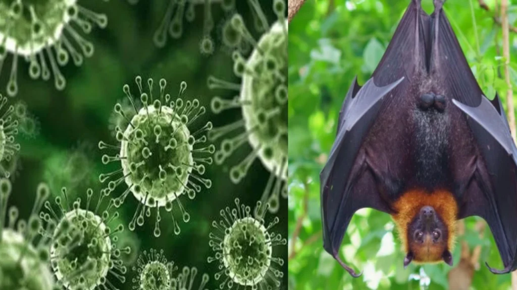Nipah Virus