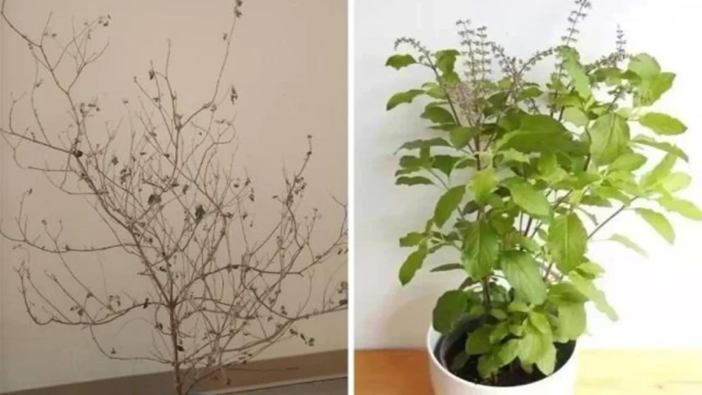 Tulsi Plant Care