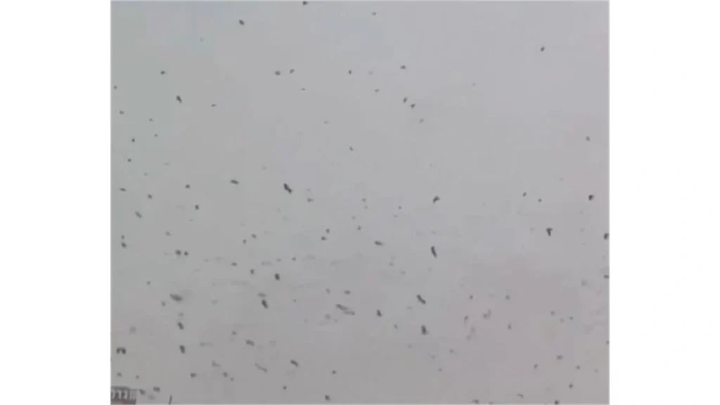 Tel Aviv Crow Flock