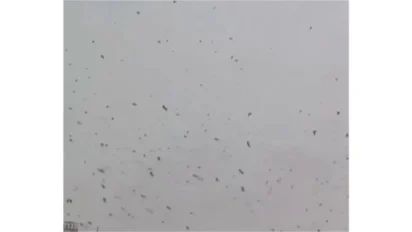 Tel Aviv Crow Flock: तेल अवीव में कौवों का विशाल झुंड, क्या है इसके पीछे की सच्चाई?