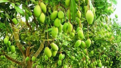 जलवायु परिवर्तन से आम की खेती पर असर, जानें बचाव के 5 उपाय