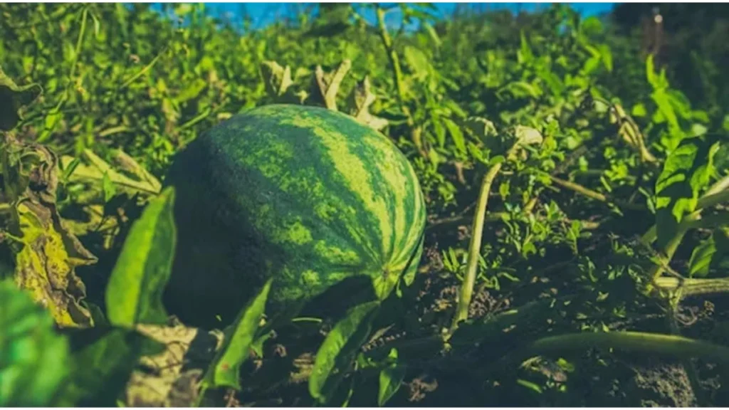 Watermelon Farming