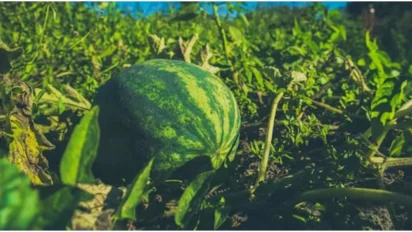 Watermelon Farming की उन्नत खेती कैसे करें: अधिक उत्पादन और मुनाफे के आसान तरीके